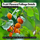 Apricot / Sheema Pazham (Prunus armeniaca) Fruit Live Plant (Home & Garden)